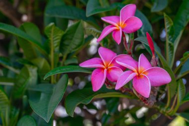 Güzel Pembe Plumeria. Bloom'daki Plumeria Ağacı. İkonik Tropikal Çiçek