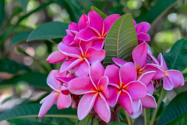 Beautiful Pink Plumeria. Plumeria Tree in Bloom. Iconic Tropical Flower