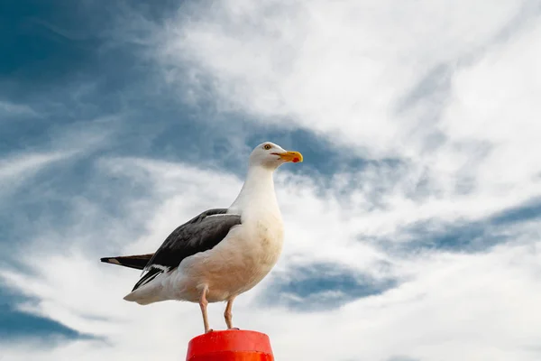 Portrait de mouette contre un beau ciel nuageux dramatique . — Photo