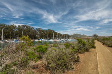 Marina Point Loop Trail Haliç ve Morro Bay State Park, Kaliforniya Limanı yakınında bir Elfin Ormanı geçer