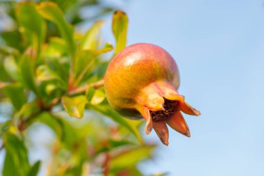 Brunch'ta Nar, Mavi Gökyüzü Arka Planı, Space'i Kopyala. Çiçekten Meyve Dönüşümüne
