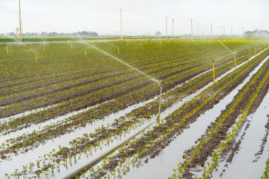 Yağmurlama Sulama, Tarımsal Alan Sulama 