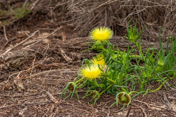 Yellow Wild Flowers Close Up, Succulent. Hardy Yellow Ice Plant — Stock Photo, Image