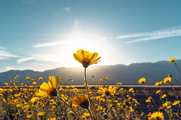 Günbatımı, Ölüm Vadisi Milli Parkı 'nda çöl çiçeği Sunflowers