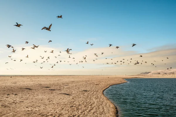 Sand Beach and Flock of Birds Flying Over the Sea. Pacific Ocean, California