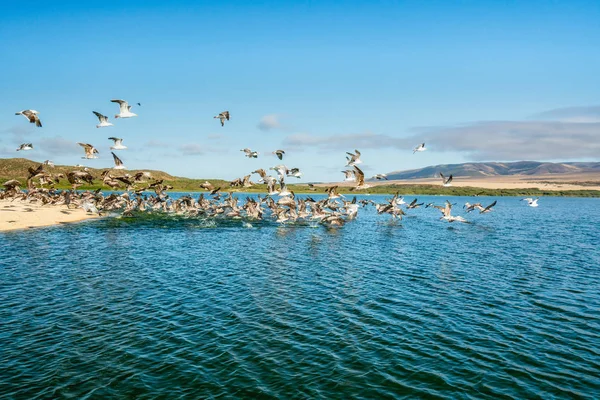 Flock of Flying Birds, Pelicans and Seagulls on the Beach, Pacific Coast, California