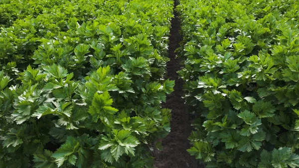 Celery Plant Close Agricultural Field Celery — Stock Photo, Image