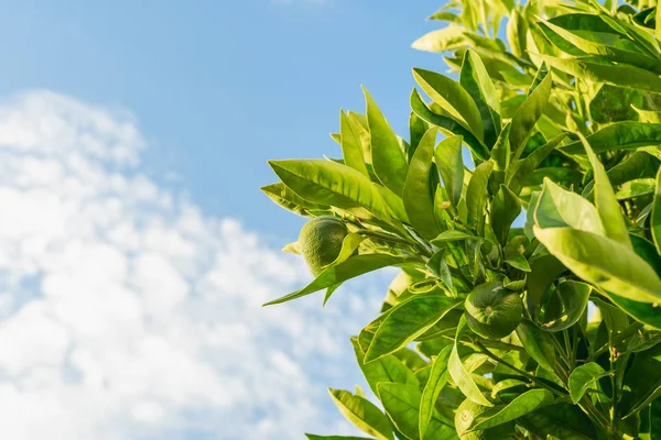 Orange Tree with Young Unripe Orange Fruits. Branch of Orange Tree Against Beautiful Cloudy Sky Background