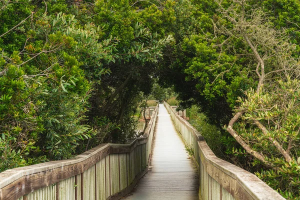 Uferpromenade Durch See Und Wald Tour Durch Verschiedene Natürliche Lebensräume — Stockfoto