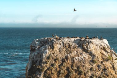 Büyük koloni Pelicans üzerinde bir Cliff top. Margo Dodd Park Beach, Kummo Beach, California Shell Beach alanı görünümü