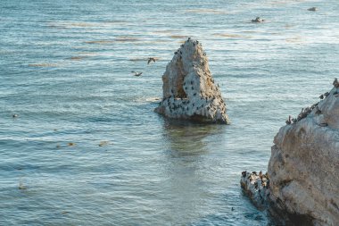 Okyanus ve kuşlar rock. Kahverengi pelikanlar ve Cormorants büyük grup. Margo Dodd Park, Simo Beach California 'dan görünüm
