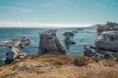 Uçurumlar, Kayalar, Kemerler ve Kuş Sürüsü. California Pismo Sahili 'nin Deniz Kabuğu Sahili Bölgesi