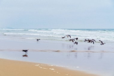 Deniz Manzarası, Bulutlu Gün. Sahilde Kuş Sürüsü, Pasifik Okyanusu, Kaliforniya