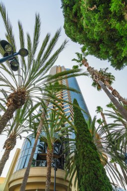 San Diego Modern Binalar ve Palmiye Ağaçları. Düşük Açı Görünümü. San Diego Şehir Merkezi, Marina District, Kaliforniya