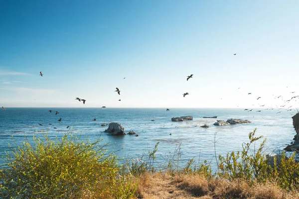 Pismo Strand Kliffen Zwerm Vogels Horizon Oceaan Californische Kustlijn — Stockfoto