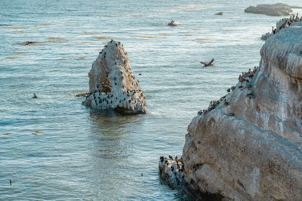 Rock in the Ocean and Birds. Large Group of Brown Pelicans. View from Margo Dodd Park Beach, California