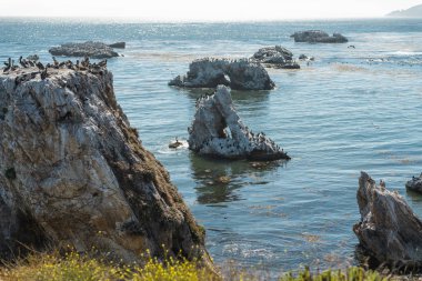Okyanustaki Kayalar ve Kemerler. Büyük Kahverengi Pelikan ve Karabatak Grubu. Margo Dodd Park Beach, Kaliforniya'dan görünüm