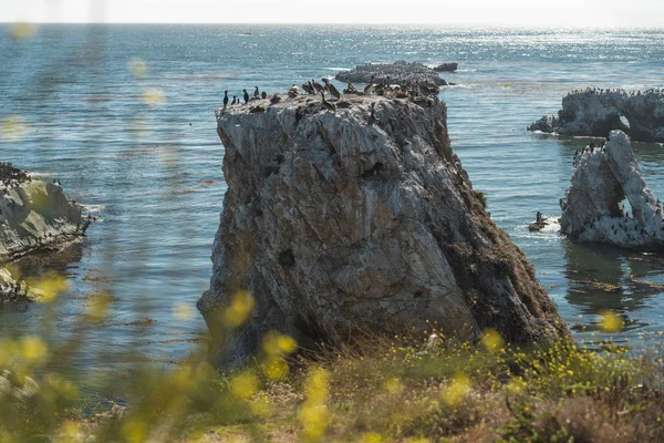 Rock in the Ocean and Birds. Large Group of Brown Pelicans and Cormorants. View from Margo Dodd Park Beach, California