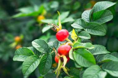 Sebze bahçesinde kırmızı gül üzümü