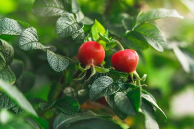 Bir Bahçede Olgun Kırmızı Kuşburnu Meyveleri Şubesi, Close Up