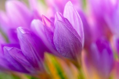 Colchicum Autumnale veya Sonbahar Çiğdem. Sabah Işığında Güzel Çiçekler