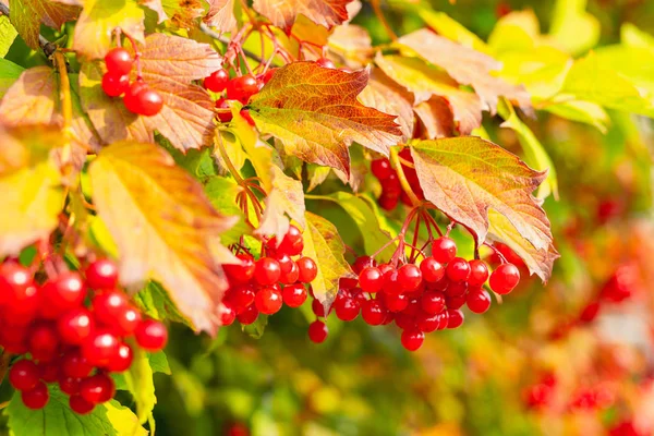 Autumn Floral Background Branch Red Guelder Rose Berries Morning Sunshine — Stock Photo, Image