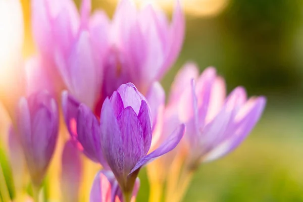 Colchicum Autumnale veya Sonbahar Çiğdem. Sabah Işığında Güzel Çiçekler