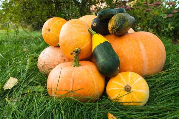 Calabazas Calabacines Jardín Fondo Otoño Cosecha Verduras Frescas Ecológicas —  Fotos de Stock