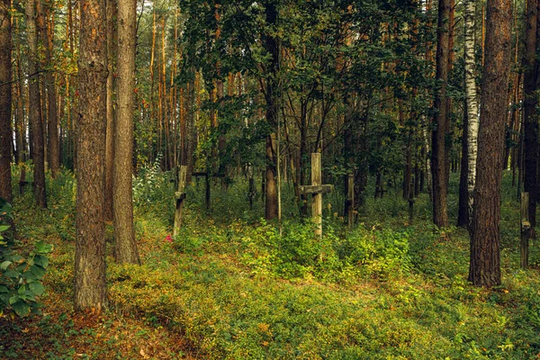 Forest Crosses Mass Grave Kurapaty Minsk Belarus Place Mass Executions — Stock Photo, Image