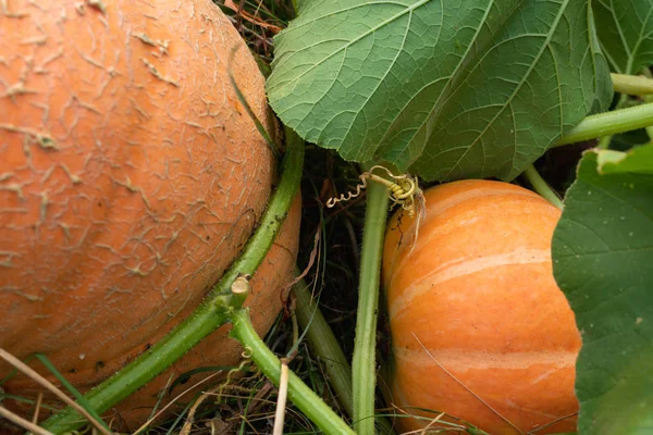 Calabazas Jardín Fondo Otoño Cosecha Agricultura Verduras Frescas Ecológicas —  Fotos de Stock