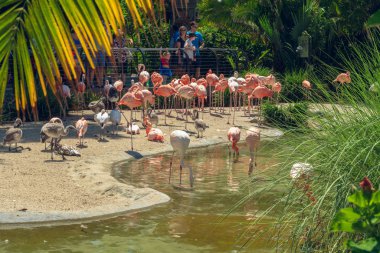 San Diego, California / Usa - 12 Ağustos 2019 Flamingolar San Diego Hayvanat Bahçesi. İnsanlar San Diego Hayvanat Bahçesi 'ne girer girmez Amerikan flamingo sürüsüne kapılıyorlar.. 