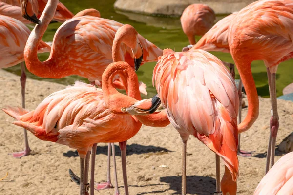 Flamingo Flock Flamingo Naturlig Bakgrund — Stockfoto