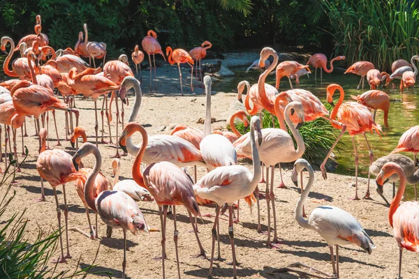 Flamingo. Doğal arkaplanda flamingo sürüsü