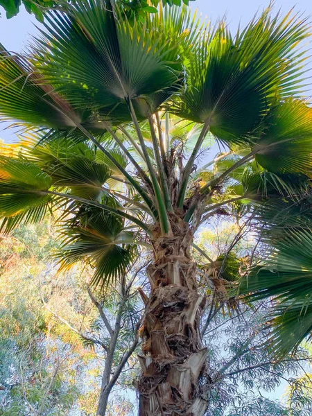 Palm Trees Clear Blue Sky Floral Background — Stock Photo, Image