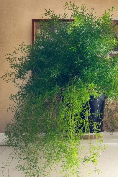 芦笋蕨类植物 花盆中的芦笋密菌 密闭菌 维生素 室内菌 — 图库照片