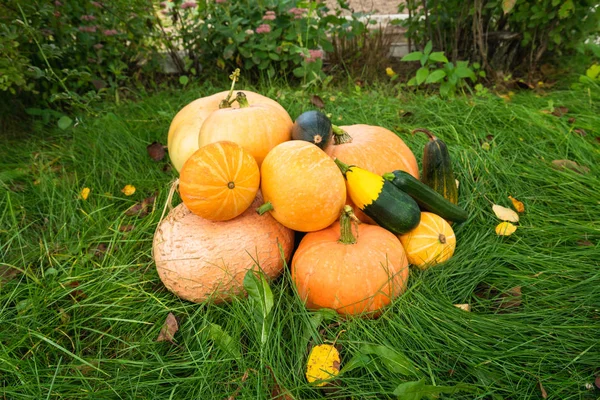 Abóbora Abobrinha Jardim Colheita Outono Fresco Saudável Vegetais Orgânicos — Fotografia de Stock