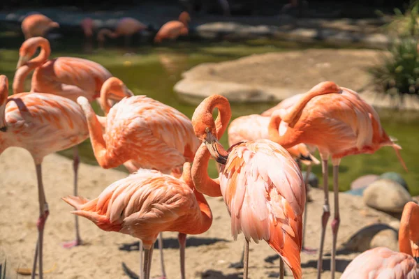 Flamingo Flock Flamingo Naturlig Bakgrund — Stockfoto