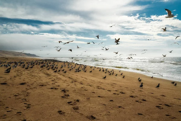 Чайка Колония Пляже Стадо Чаек Полете — стоковое фото