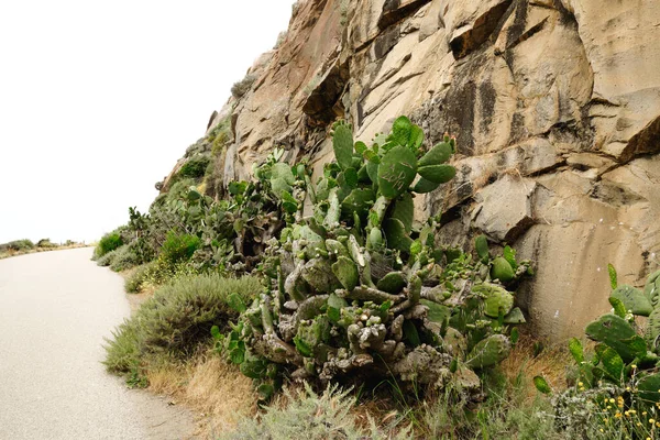 Morro Rock and native plants. Beautiful huge cacti on Morro Bay beach, California