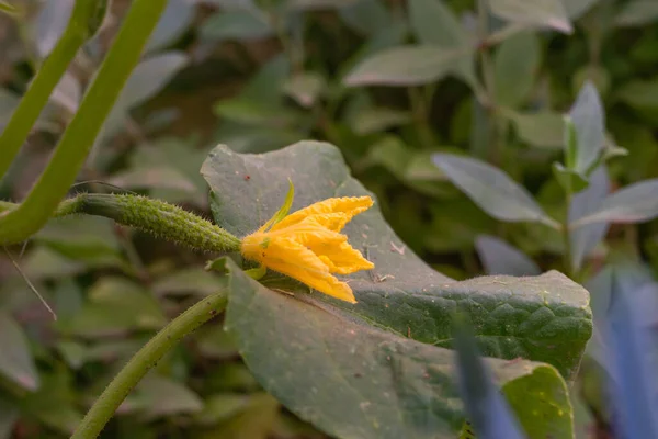 庭に咲くキュウリの黄色の花を閉じます 背景に茎や緑の葉 — ストック写真