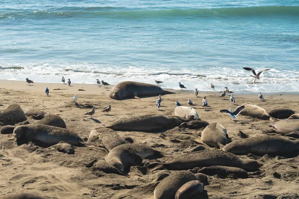 Northern Elephant Seals Beach Pacific Coast Piedras Blancas Kalifornia Stany — Zdjęcie stockowe