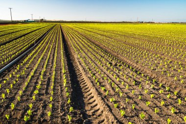 Genç Taze Salata Marul Bitkileriyle Tarım Alanı