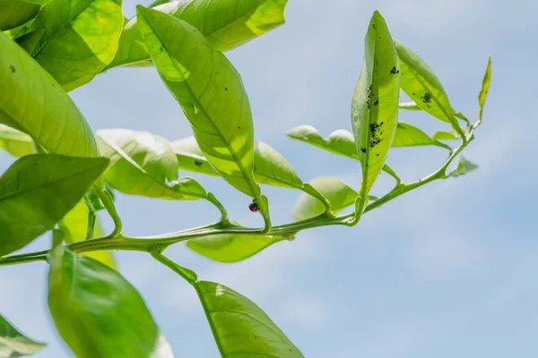 Mariquita Pulgones Hormigas Sobre Hojas Naranjo —  Fotos de Stock