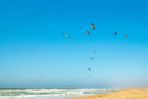 Playa Arena Bandada Aves Volando Sobre Mar Costa California — Foto de Stock