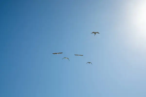 青空と飛んで鳥のシルエット 空の茶色のペリカン — ストック写真