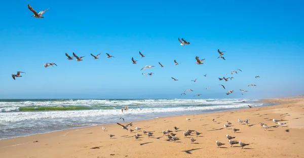 Bando Pássaros Praia Grande Colônia Gaivotas Gudalupe Dunes National Wildlife — Fotografia de Stock