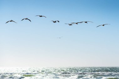 Okyanusun üzerinde uçan pelikanlar, arka planda açık mavi gökyüzü