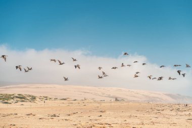 Kum tepeleri ve uçan pelikan sürüsü. Guadalupe-Nipomo Dunes Ulusal Vahşi Yaşam rezervi, Kaliforniya