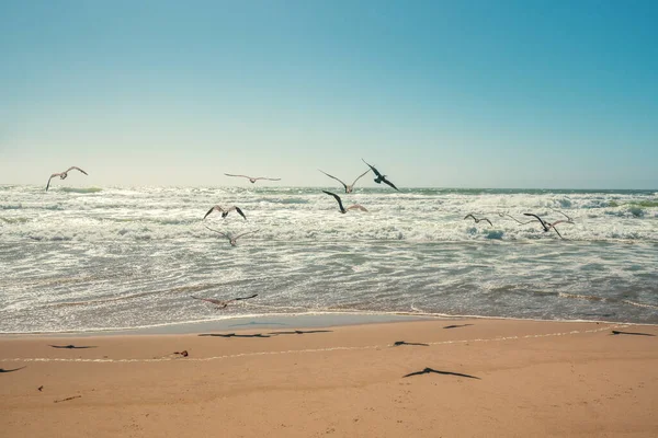 Bandada Gaviotas Volando Sobre Mar Cielo Azul Claro Fondo —  Fotos de Stock