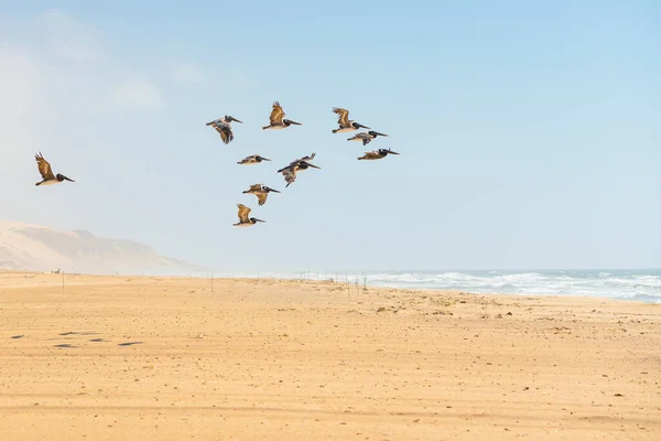 Flock of flying pelicans, sand dunes, and cloudy sky on background, California Coastline